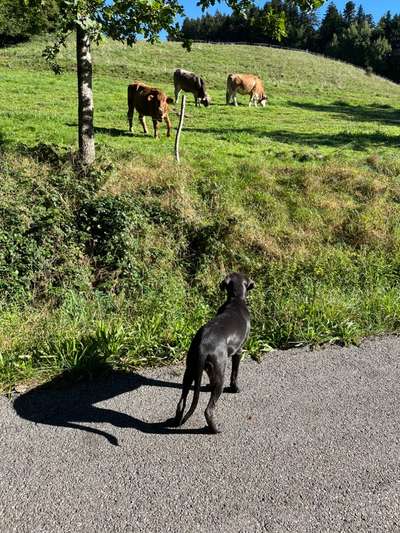 Fotosammlung: ,,Der natürliche Hund" Unbearbeitet, ungestellt und in Natura-Beitrag-Bild