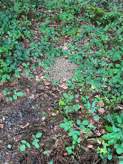 Giftköder-Giftköder-Bild