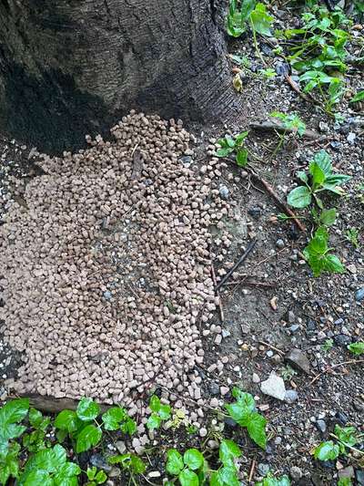 Giftköder-Vermutlich Giftköder-Bild