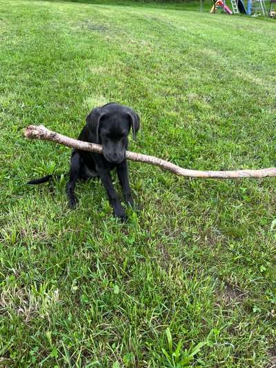 Fotosammlung: ,,Der natürliche Hund" Unbearbeitet, ungestellt und in Natura-Beitrag-Bild