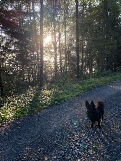 Hundetreffen-Spielen, Spatzieren, Trainieren-Bild