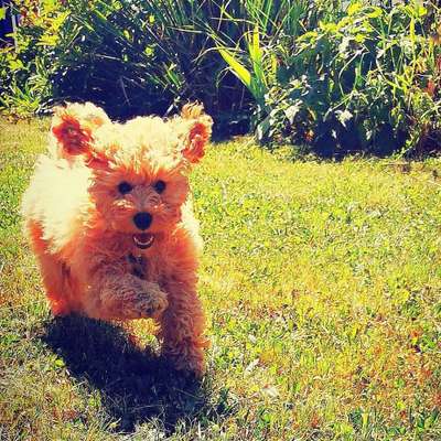 Hundetreffen-Gassirunde/Hundetreff Velden-Bild