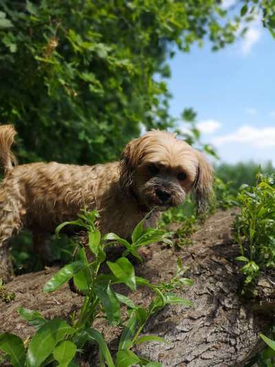 Die Dogorama Wochen Challenge-Beitrag-Bild