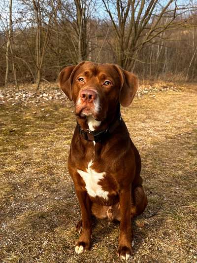 Labradorfans-Beitrag-Bild