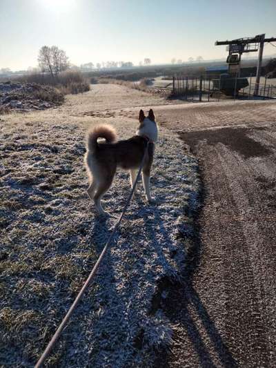 Hundetreffen-Suche jemanden zum spielen treffen-Bild