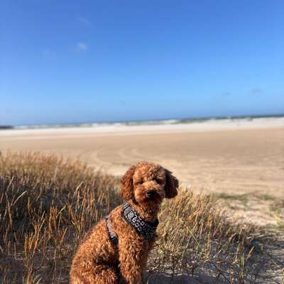 Hundetreffen-social walk-Bild