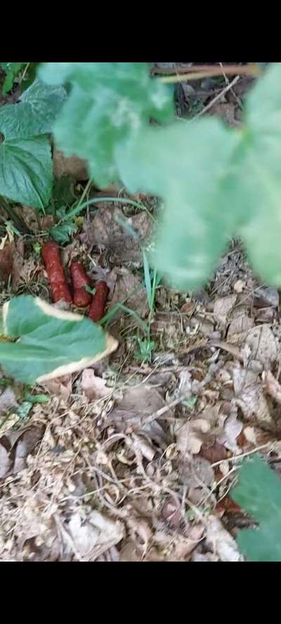 Giftköder-Salamisticks/Giftköder-Bild