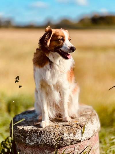 Kooikerhondje-Beitrag-Bild