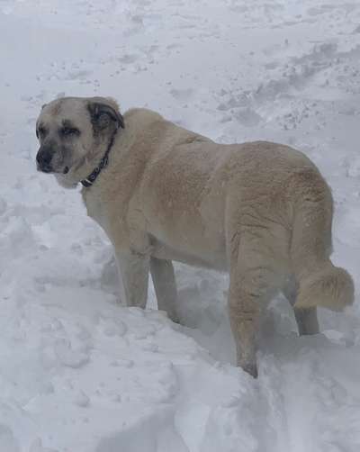 Welche Hunderasse-Beitrag-Bild