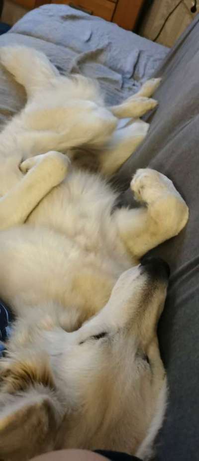 Alles rund um den Schäferhund, diskutieren erwünscht.-Beitrag-Bild