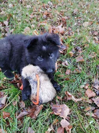 Alles rund um den Schäferhund, diskutieren erwünscht.-Beitrag-Bild