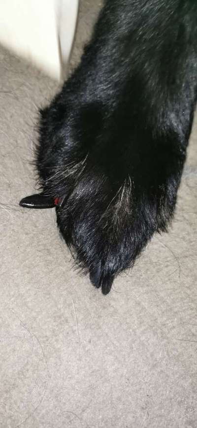 Krallen-Beitrag-Bild