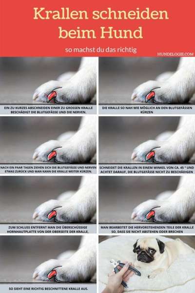 Krallen-Beitrag-Bild