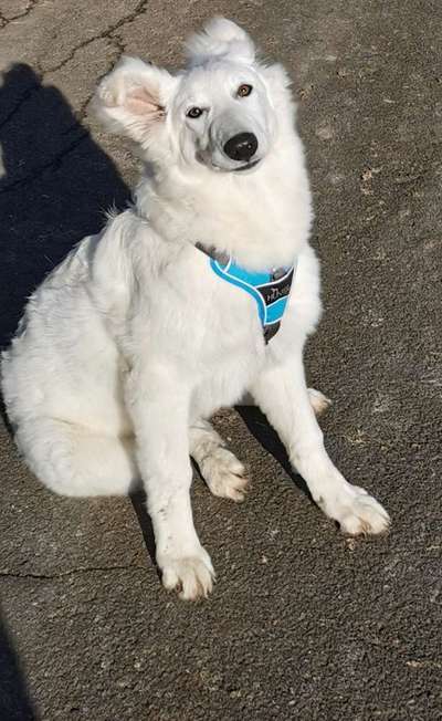 Alles rund um den Schäferhund, diskutieren erwünscht.-Beitrag-Bild