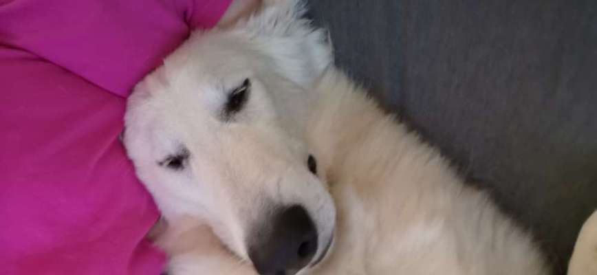 Alles rund um den Schäferhund, diskutieren erwünscht.-Beitrag-Bild