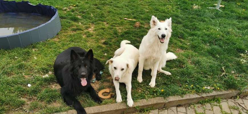 Alles rund um den Schäferhund, diskutieren erwünscht.-Beitrag-Bild