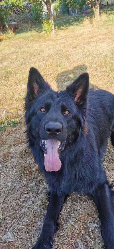 Alles rund um den Schäferhund, diskutieren erwünscht.-Beitrag-Bild