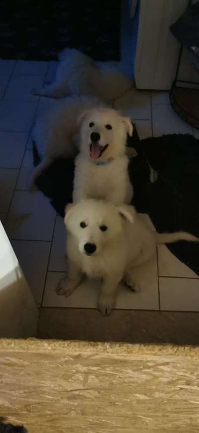 Weißer Schweizer Schäferhund-Beitrag-Bild