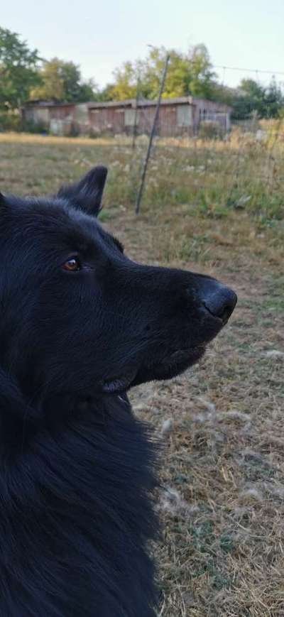 Alles rund um den Schäferhund, diskutieren erwünscht.-Beitrag-Bild