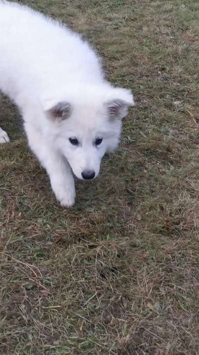 Weißer Schweizer Schäferhund-Beitrag-Bild