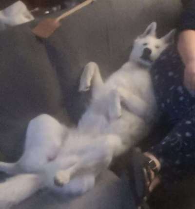 Alles rund um den Schäferhund, diskutieren erwünscht.-Beitrag-Bild