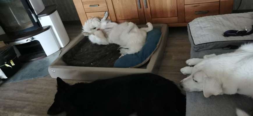 Alles rund um den Schäferhund, diskutieren erwünscht.-Beitrag-Bild