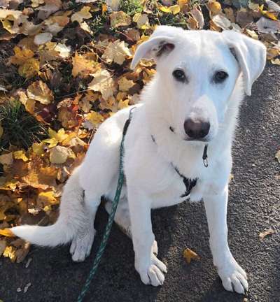 Hund/Welpen finden wo/wie-Beitrag-Bild