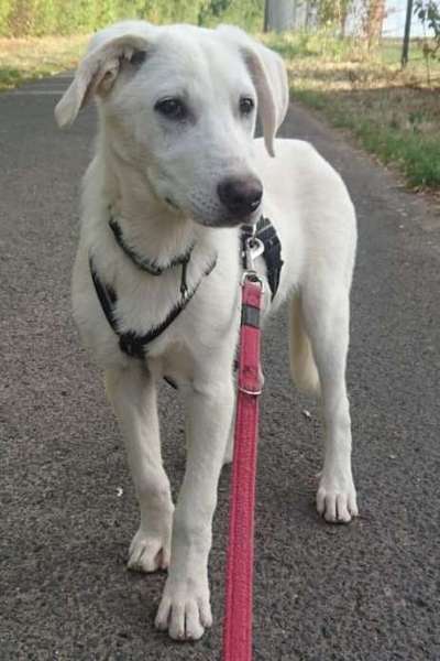 Alles rund um den Schäferhund, diskutieren erwünscht.-Beitrag-Bild