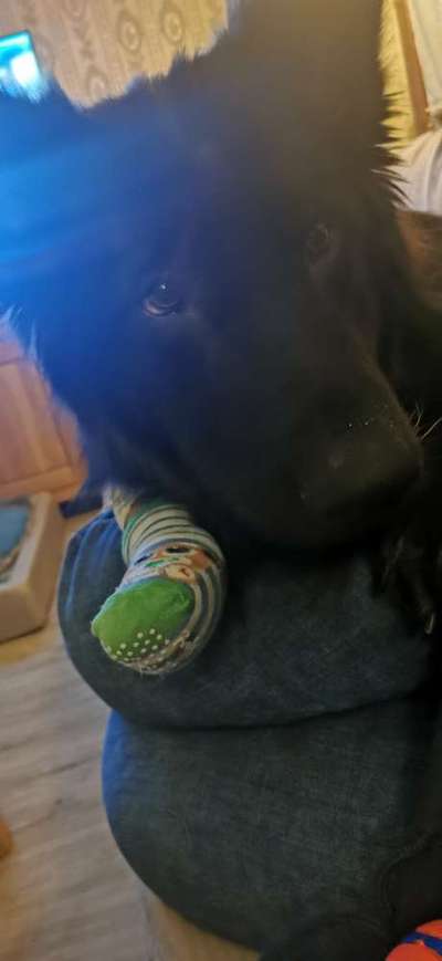 Krallen-Beitrag-Bild