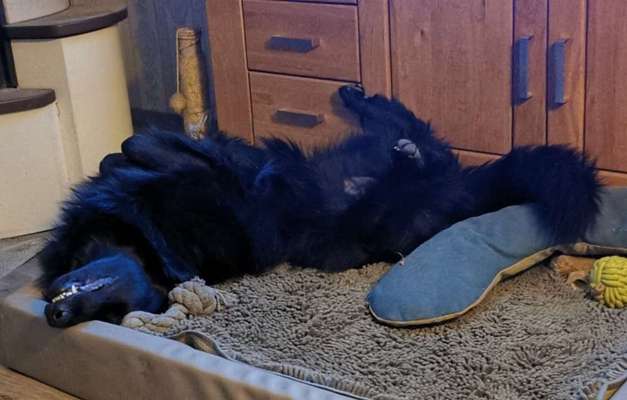 Hunde Memes-Beitrag-Bild