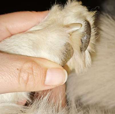 Krallen-Beitrag-Bild