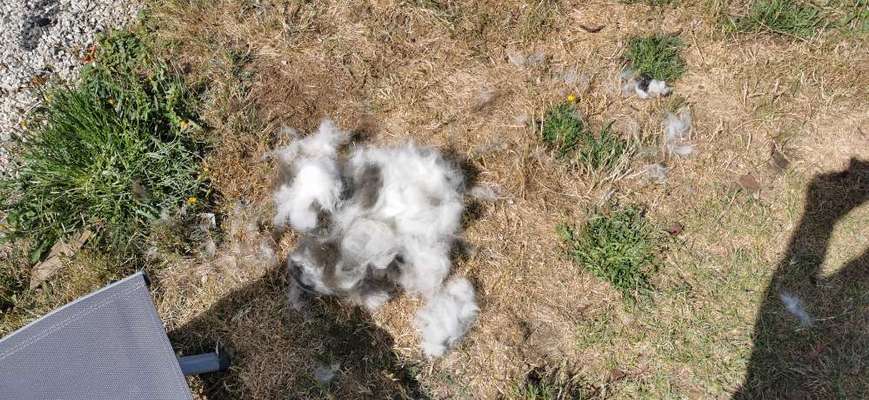 Alles rund um den Schäferhund, diskutieren erwünscht.-Beitrag-Bild