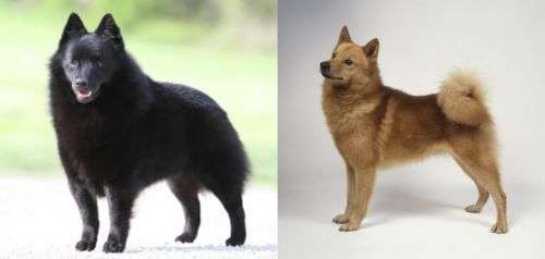 Alles rund um den Schäferhund, diskutieren erwünscht.-Beitrag-Bild