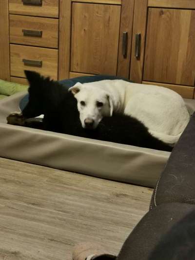 Die Dogorama Wochen Challenge "Friends will be Friends"-Beitrag-Bild