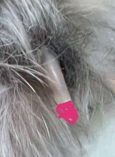 Krallen-Beitrag-Bild