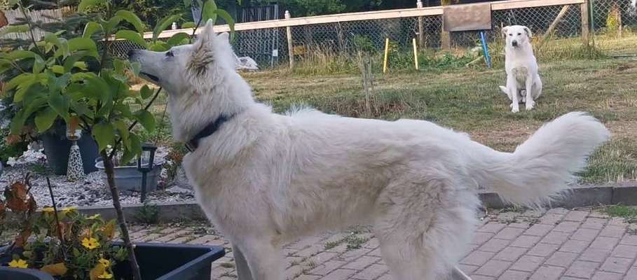 Alles rund um den Schäferhund, diskutieren erwünscht.-Beitrag-Bild