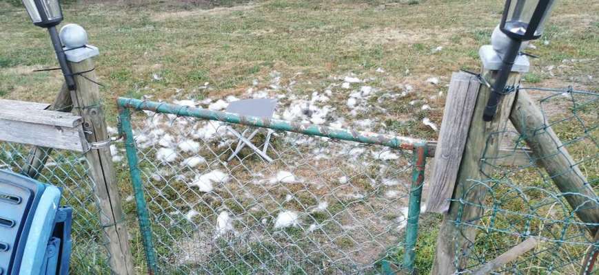 Alles rund um den Schäferhund, diskutieren erwünscht.-Beitrag-Bild