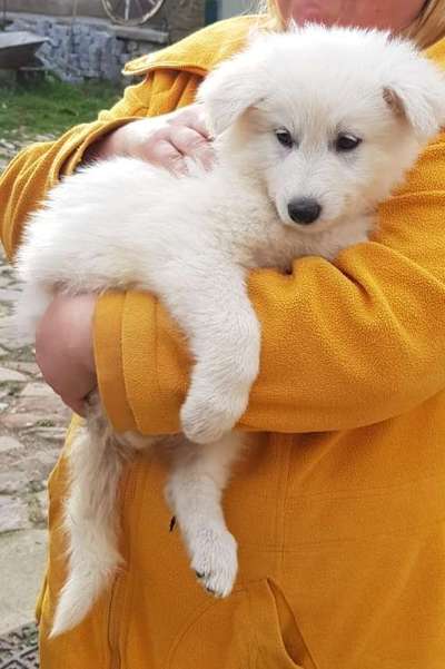 Weißer Schweizer Schäferhund-Beitrag-Bild