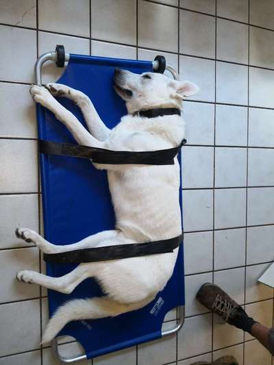 Alles rund um den Schäferhund, diskutieren erwünscht.-Beitrag-Bild