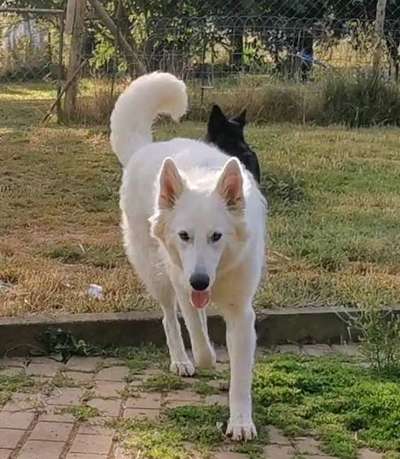 Alles rund um den Schäferhund, diskutieren erwünscht.-Beitrag-Bild