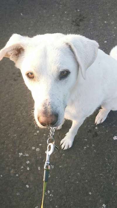 Maremmano-Beitrag-Bild