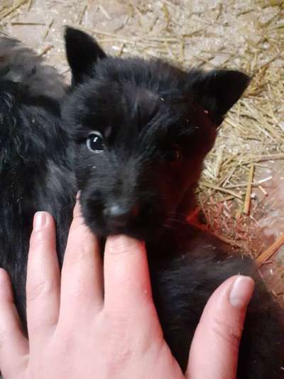 Alles rund um den Schäferhund, diskutieren erwünscht.-Beitrag-Bild