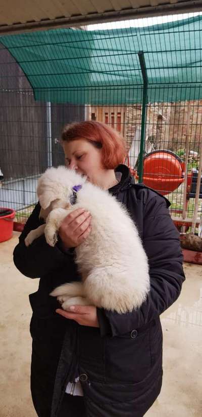 Alles rund um den Schäferhund, diskutieren erwünscht.-Beitrag-Bild