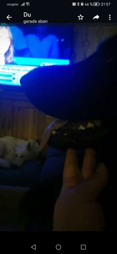 Alles rund um den Schäferhund, diskutieren erwünscht.-Beitrag-Bild