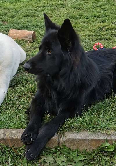 Alles rund um den Schäferhund, diskutieren erwünscht.-Beitrag-Bild