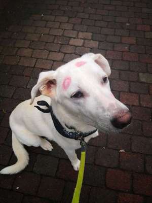 Hund/Welpen finden wo/wie-Beitrag-Bild