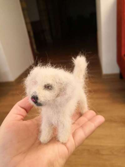 Alles rund um den Schäferhund, diskutieren erwünscht.-Beitrag-Bild