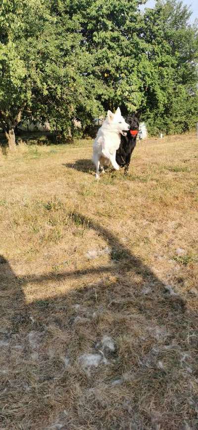 Hunde Memes-Beitrag-Bild