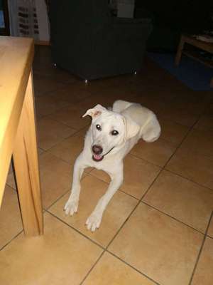 Hund/Welpen finden wo/wie-Beitrag-Bild