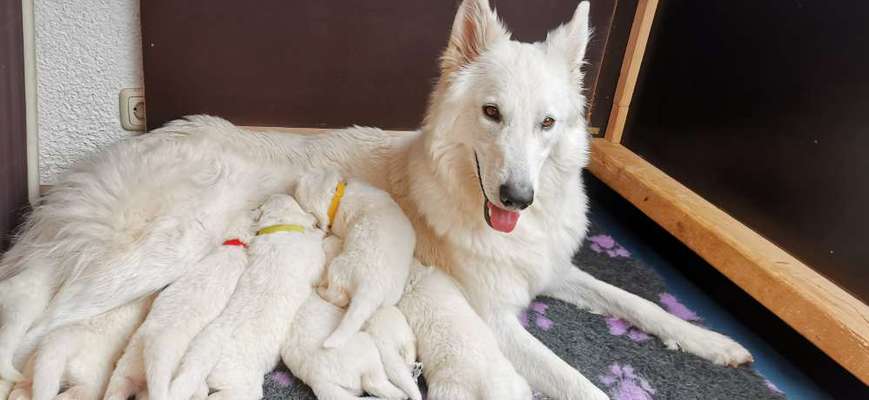Weißer Schweizer Schäferhund-Beitrag-Bild